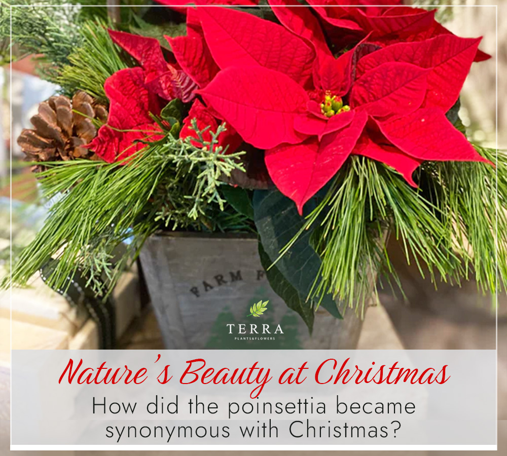 How did the poinsettia became synonymous with Christmas